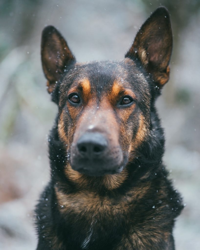 front view of adult black and tan dog
