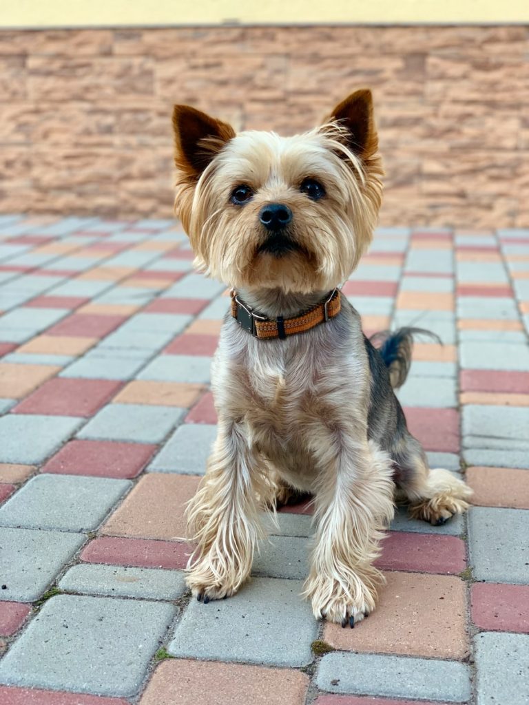 adult black and tan Yorkshire terrier