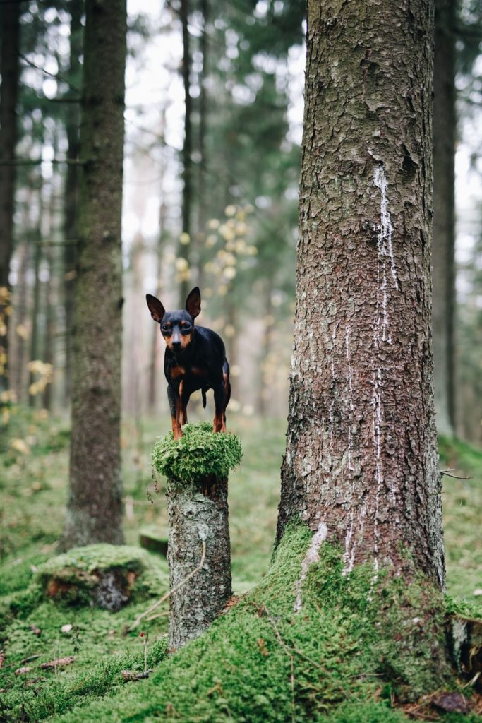 black and tan short coat small dog on tree trunk during daytime