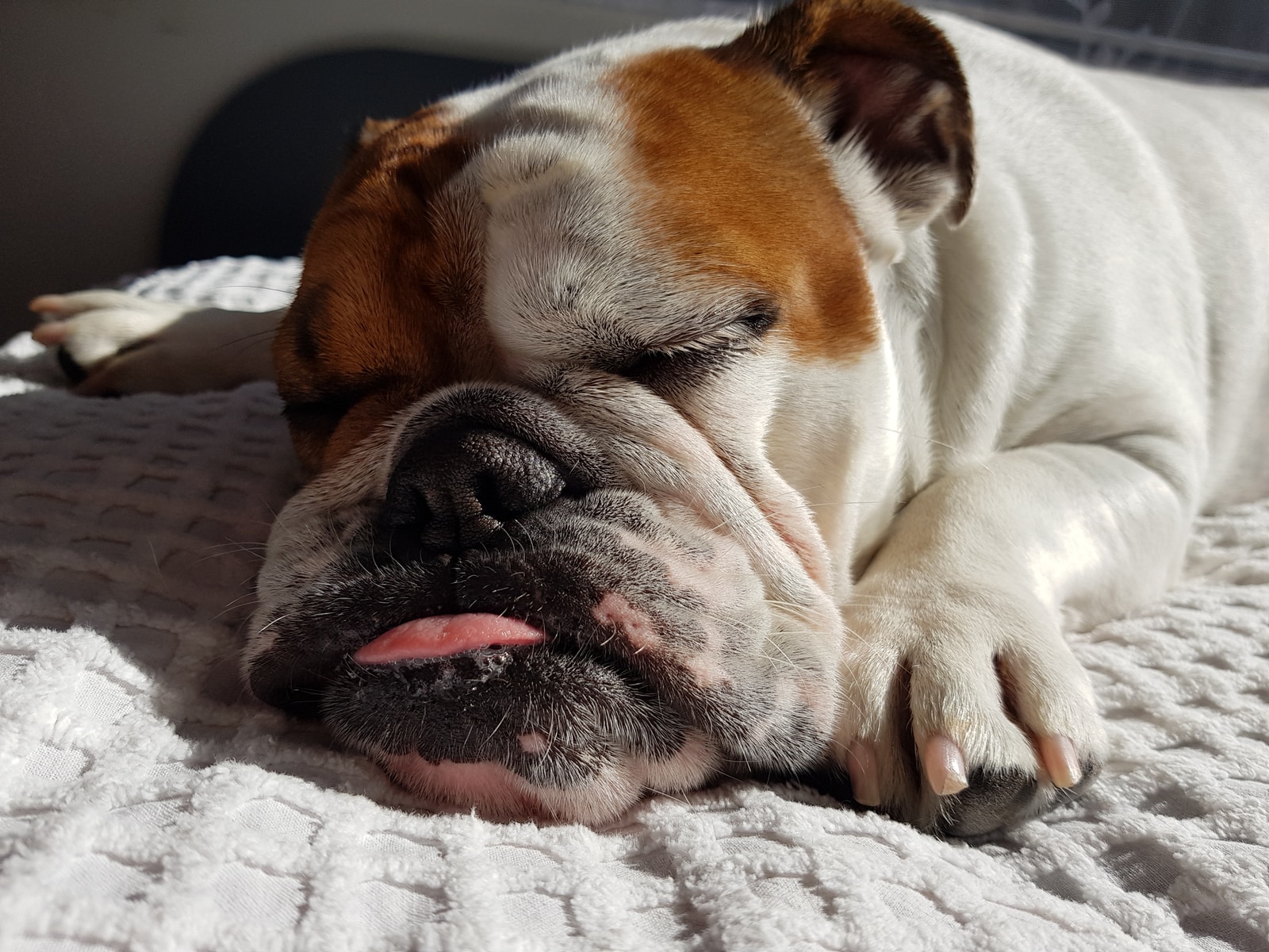 adult English bulldog sleeping on white textile