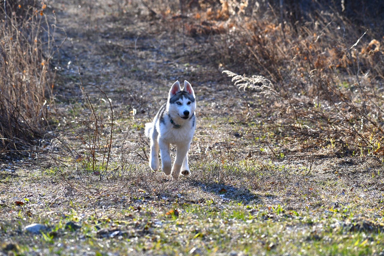 white and black siberian husky on green grass field during daytime