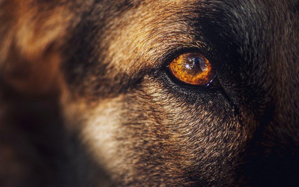 Como tratar uma úlcera ocular em cães?