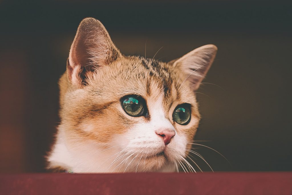 Gato Angora – Comportamento e características da raça