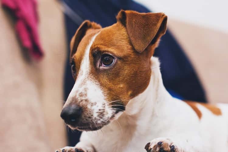 Jack Russel Terrier: As doenças comuns da raça