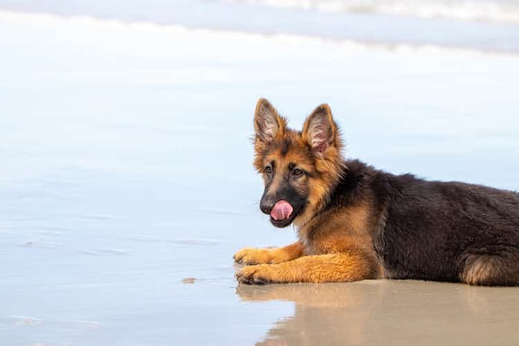 Como levar seu cachorro para a praia