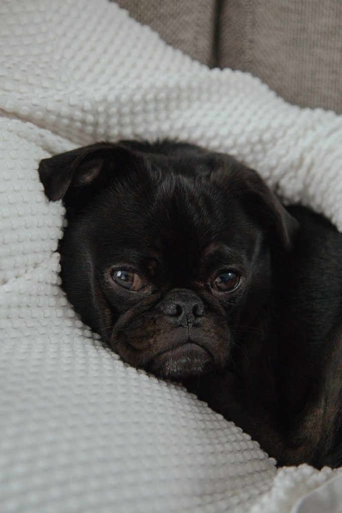 black pug lying on white textile