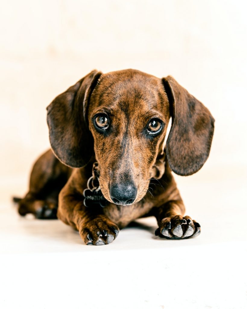 brown dachshund puppy on white floor