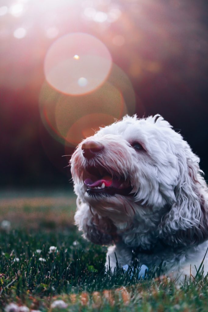 Como cuidar de um cão cego ou deficiente visual?