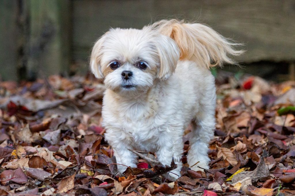 white and brown long coated small dog on dried leaves