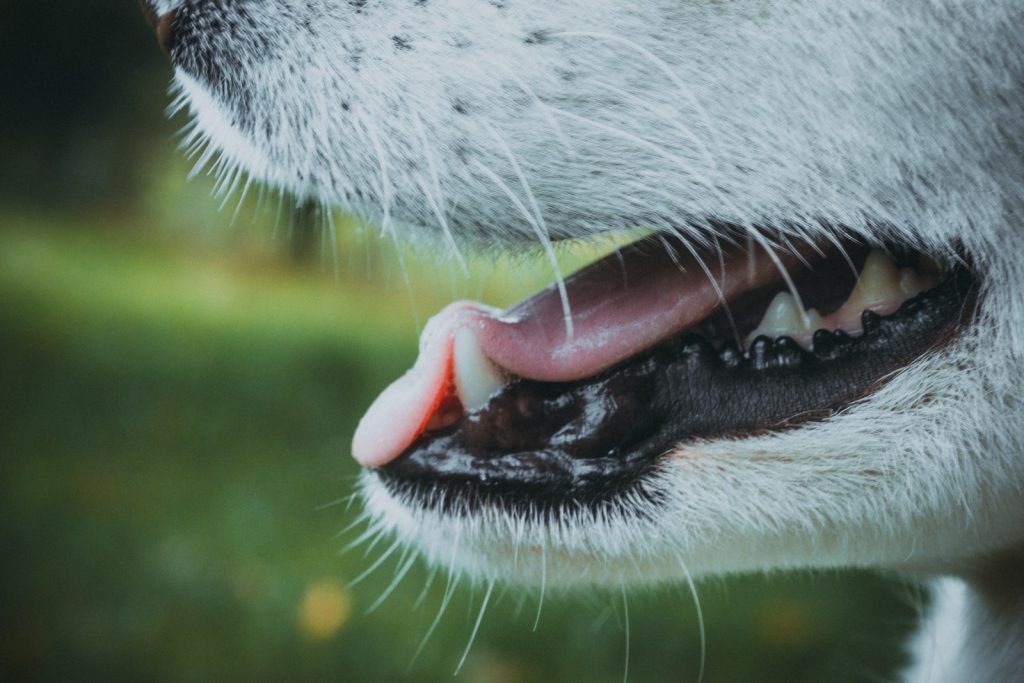 As fases dos dentes de leite dos cachorros