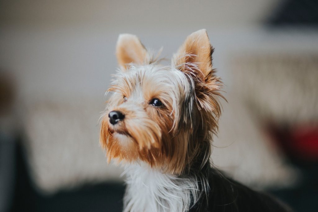 shallow focus photography of Yorkshire terrier