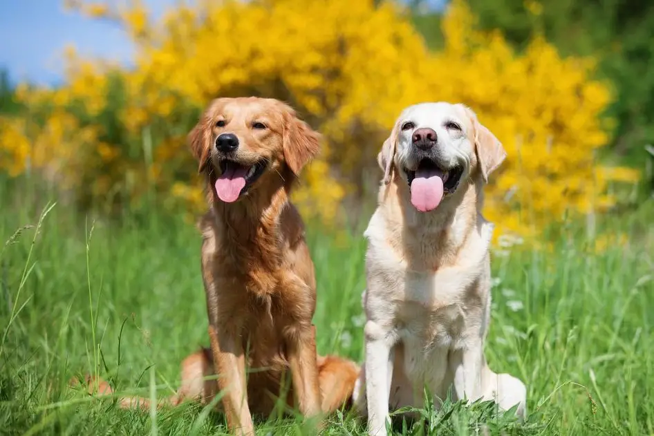 Labrador e Golden Retriever: Qual é a diferença?