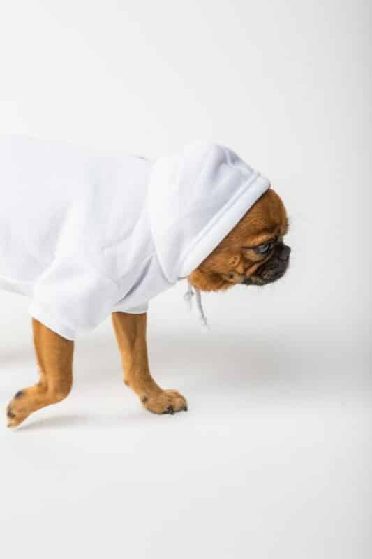 Como se livrar do cheiro de urina de gato ou cachorro?