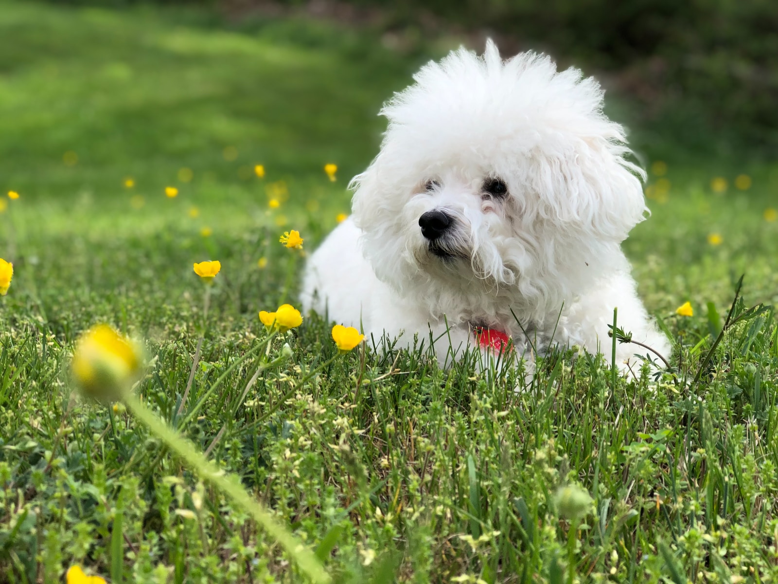 white dog lying on grass