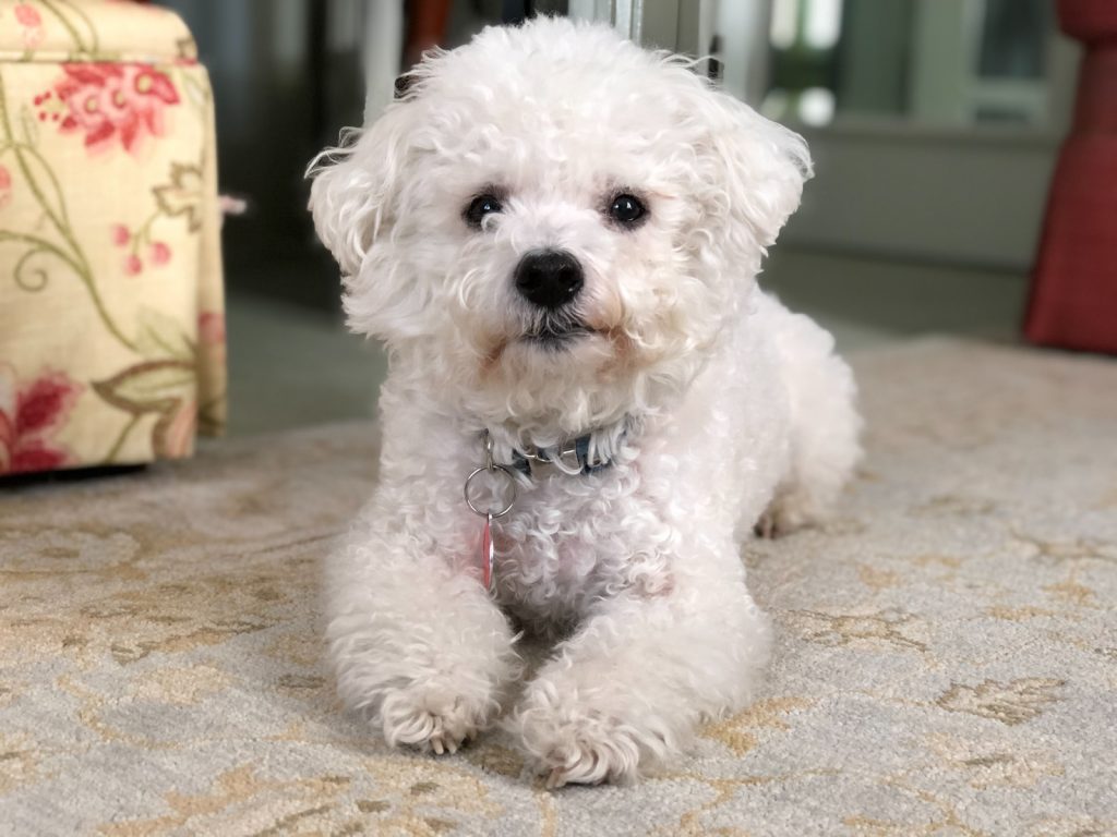 white poodle puppy on brown textile