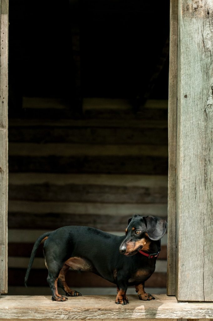 adult smooth black and tan dachshund standing at the doorway