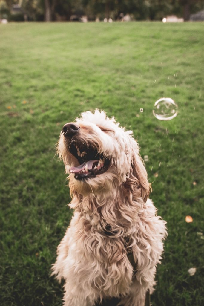 brown dog playing with bubbles
