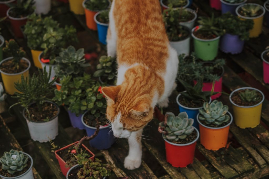 Erva dos gatos – benefícios, efeitos, usos e dosagem
