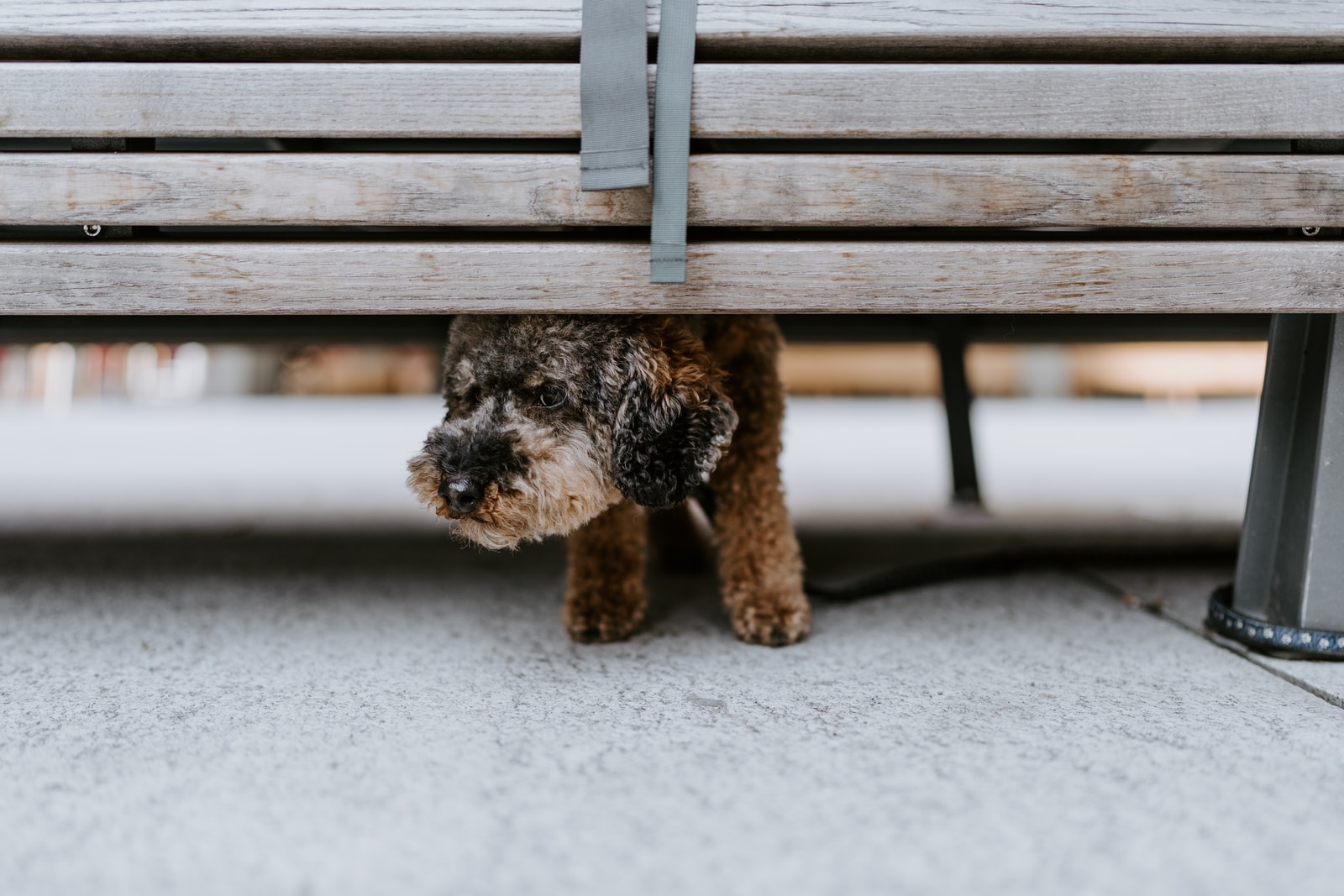 black and brown long coated small dog on brown wooden bench