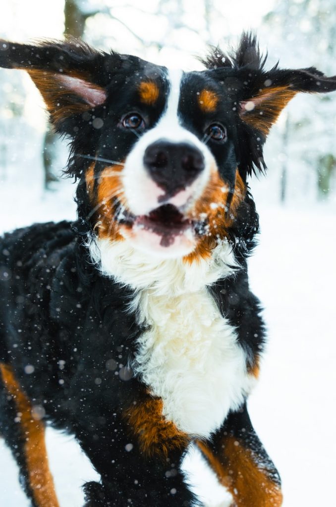 Bernese Mountain Dog – As doenças mais comuns da raça