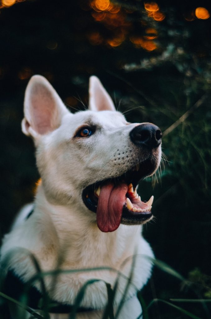 white short coated dog with tongue out