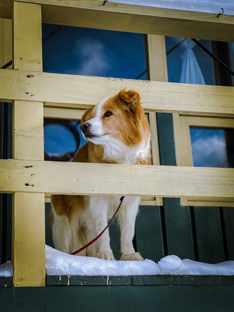 white and brown short coated dog on blue wooden pet cage