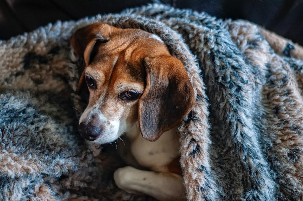 beagle under comforter