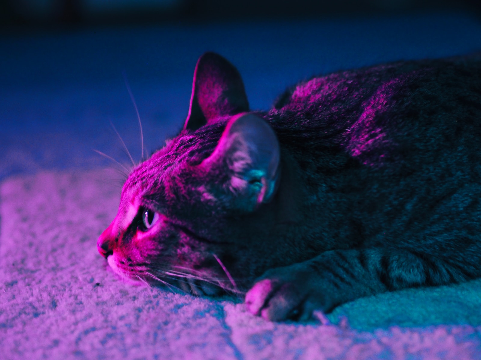 brown tabby cat lying on white textile