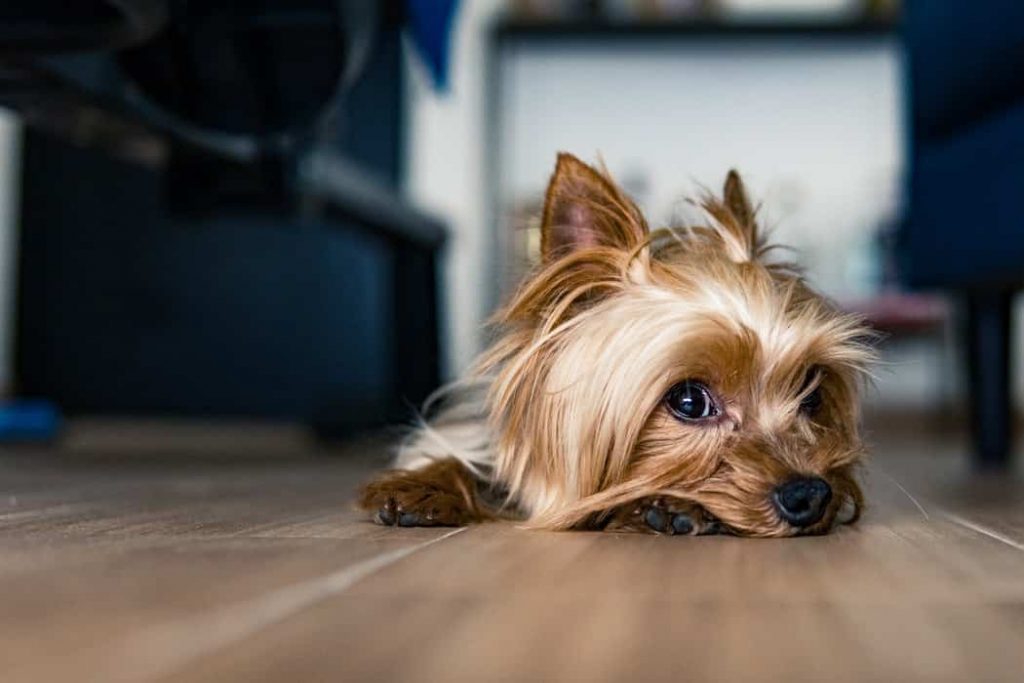 Doença de Addison em cachorro: Causas, sintomas e tratamentos