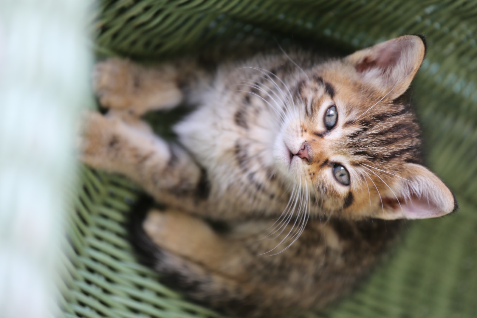 brown tabby cat lying on green textile
