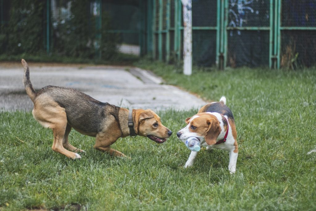 Beagle: As doenças comuns da raça