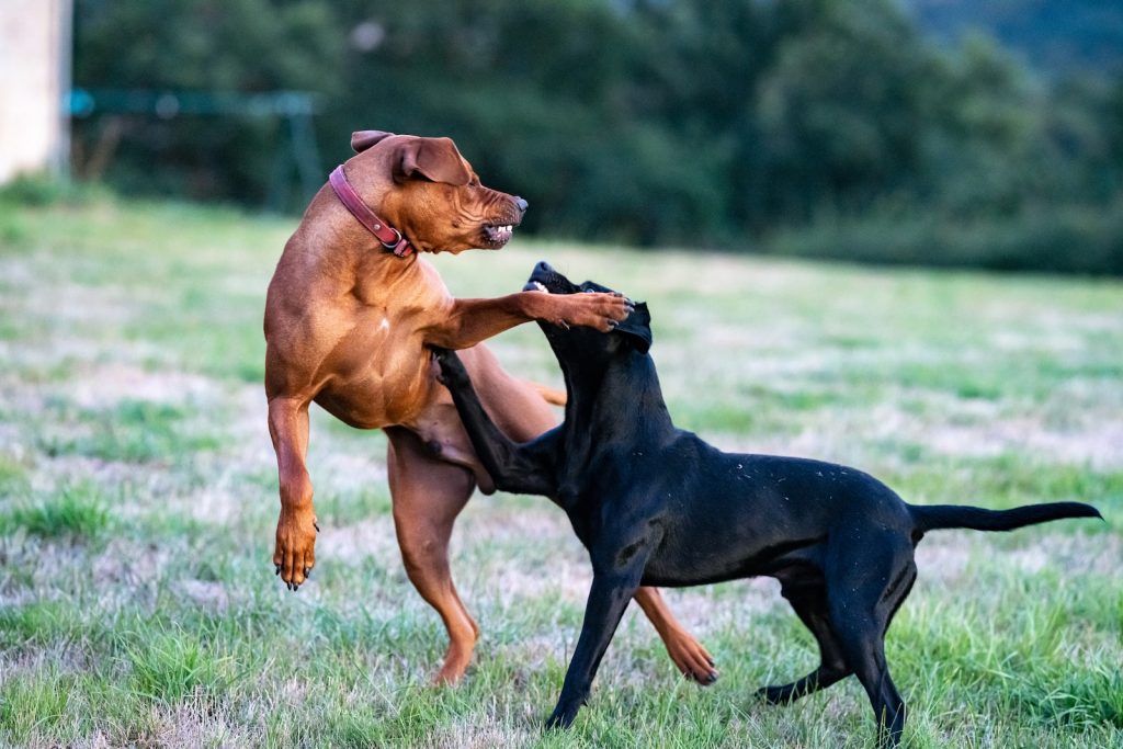 cachorro brigando