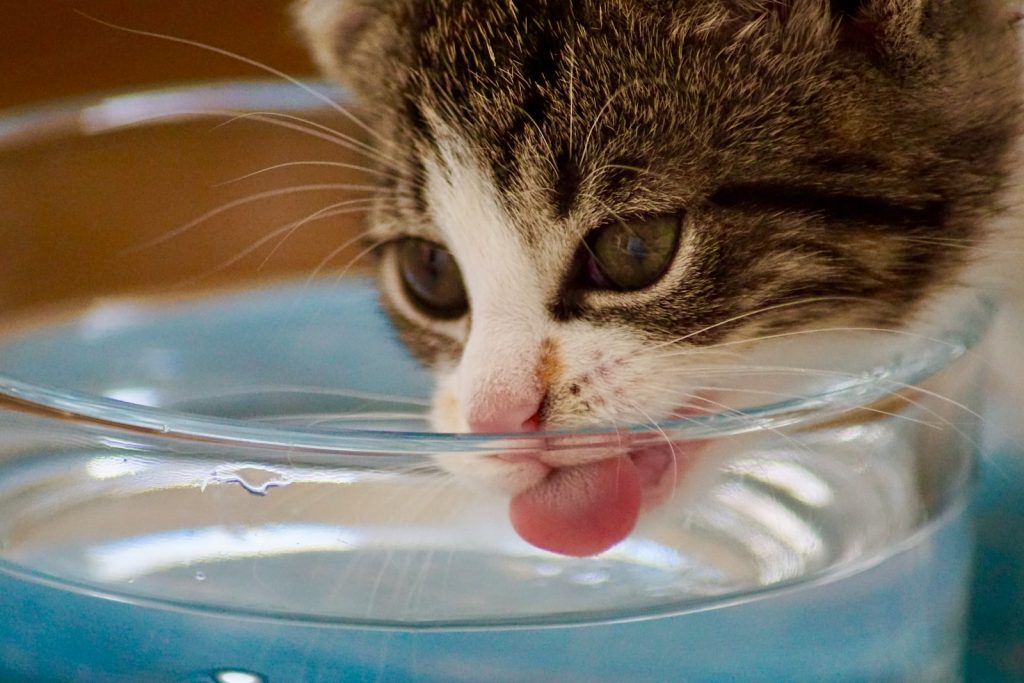 Escolhendo a fonte de água do seu gato