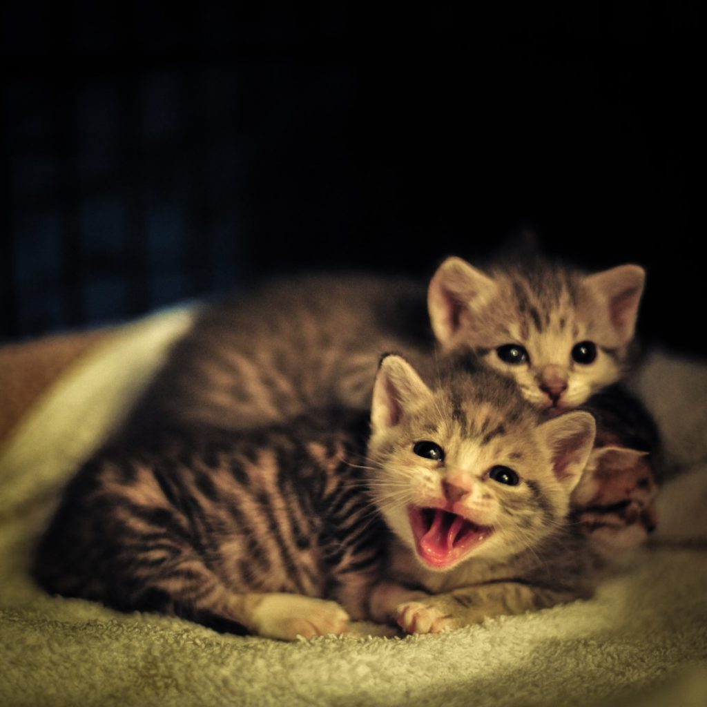 two smiling tabby kittens on white textile