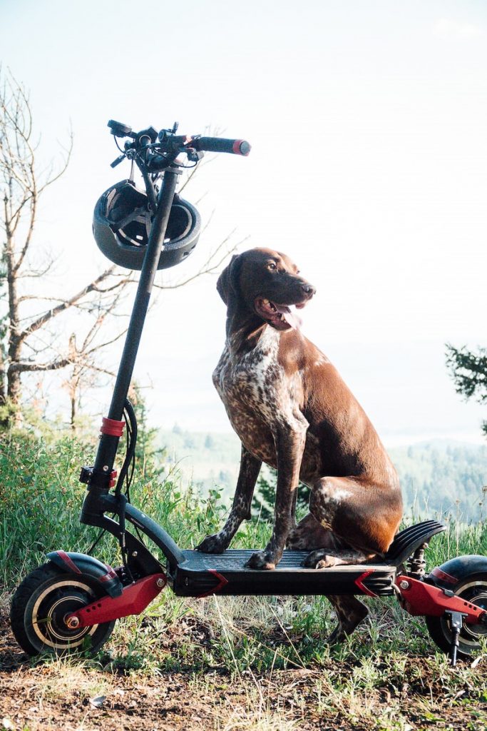 brown short coated dog sitting on black and red bicycle