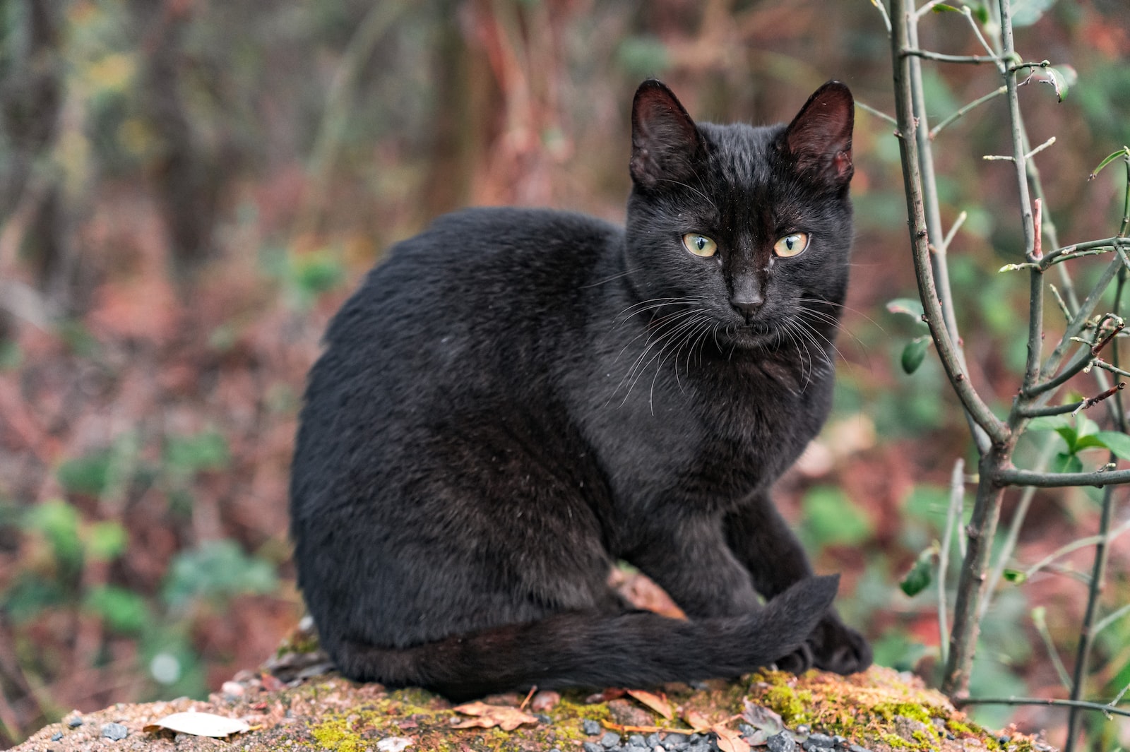 black cat on brown leaves