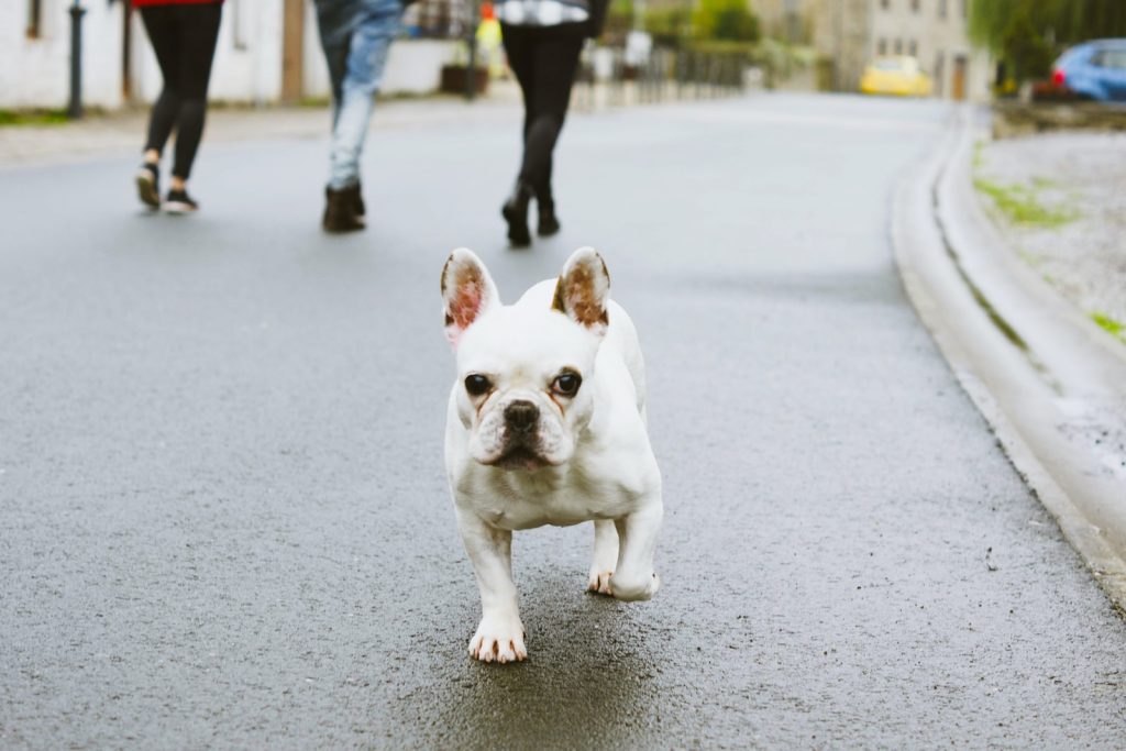 Como ajudar seu cachorro a atravessar a rua