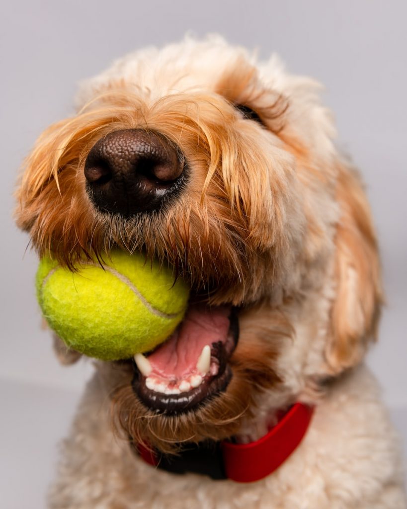 As bolas de tênis são perigosas para o meu cachorro?