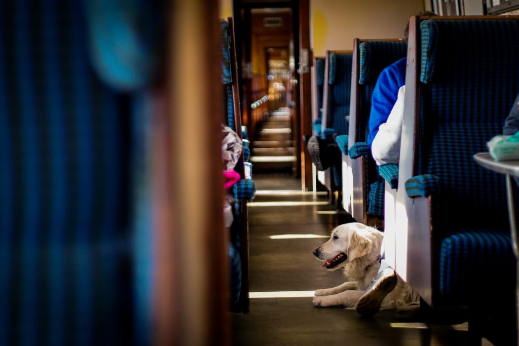 Como viajar de trem com seu cachorro