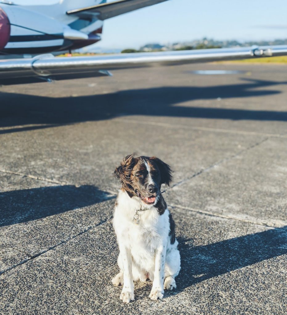 Como levar meu cachorro no avião com segurança