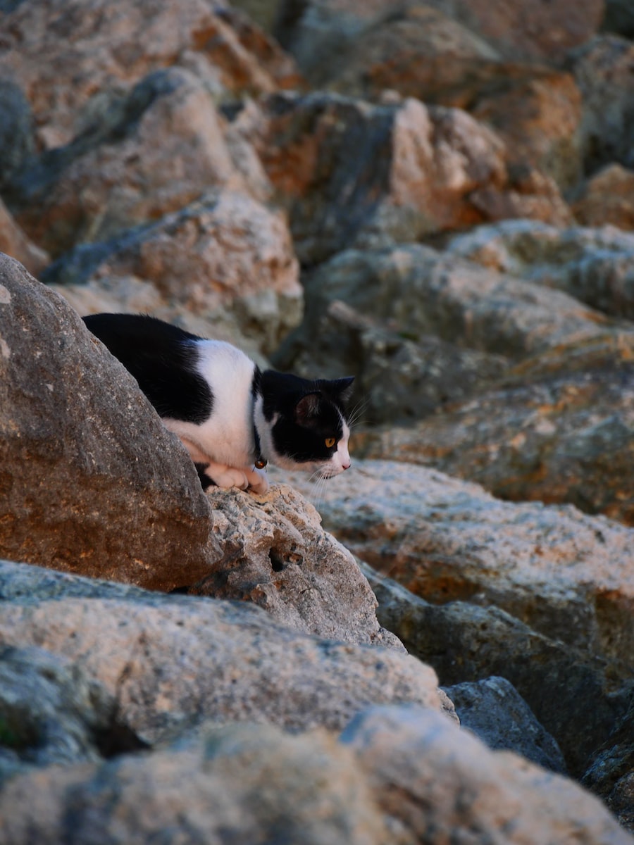 black and white cat on rocky mountain during daytime
