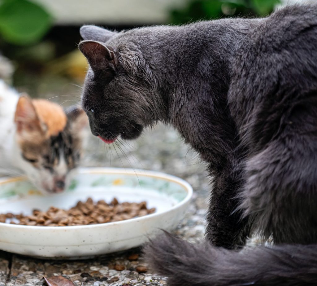 Meu gato come muito rápido – O que fazer