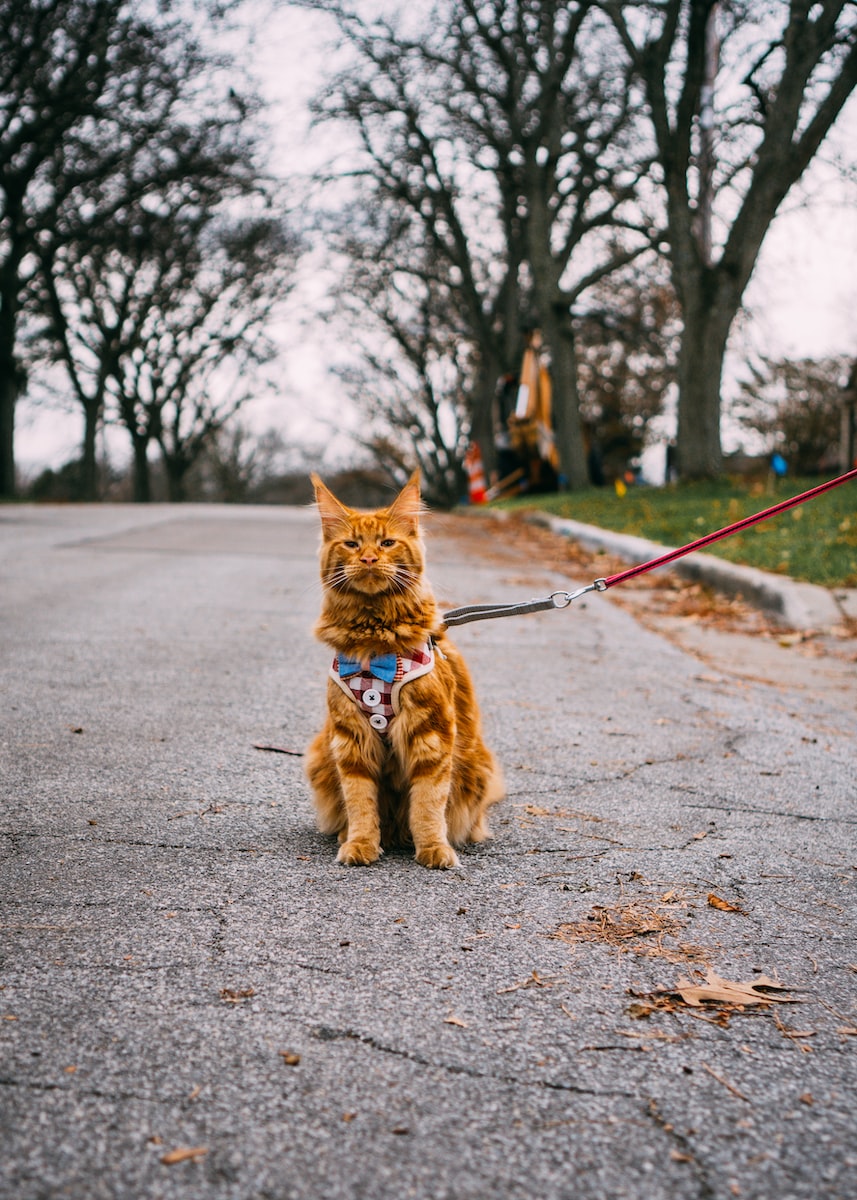 leashed cat sitting on road