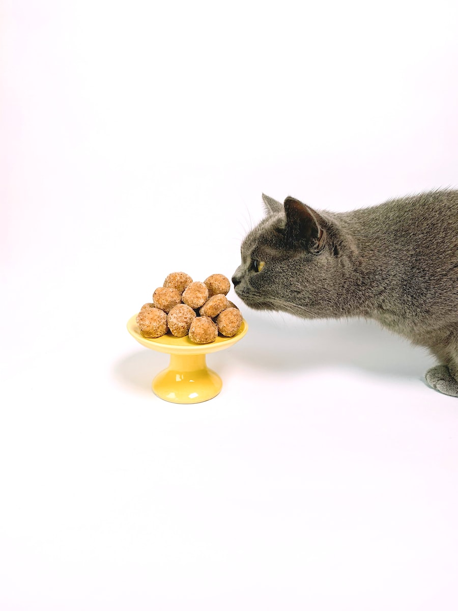 short-fur gray cat smelling sweets