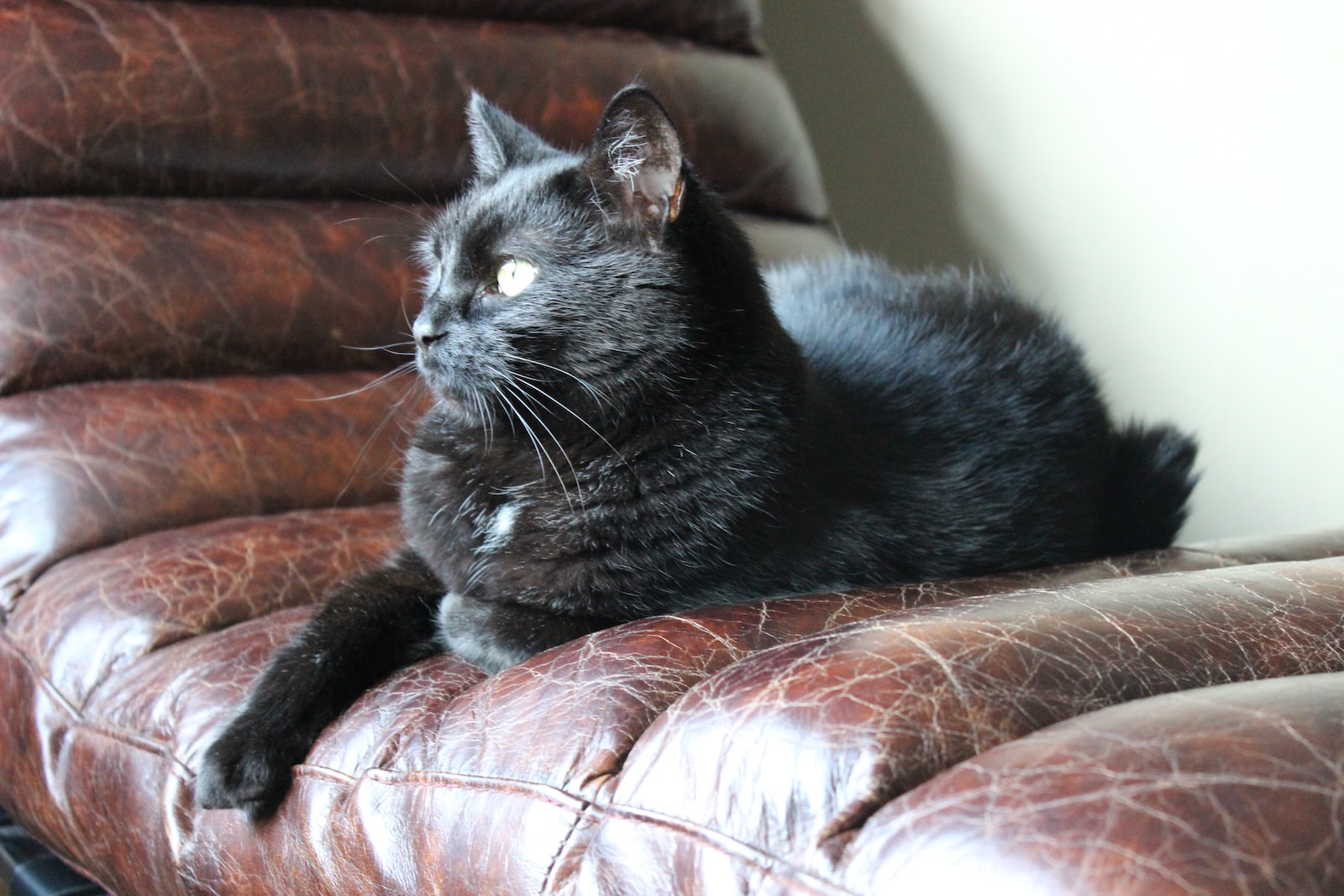 black cat on brown leather couch
