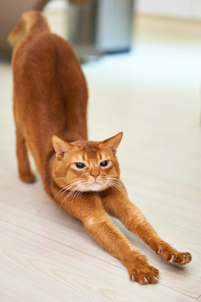 orange cat stretching on white surface