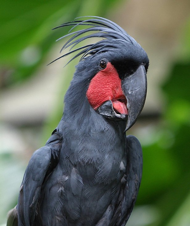 Cacatua-de-palmeira-negra (Cacatua-golias): Perfil das espécies de aves