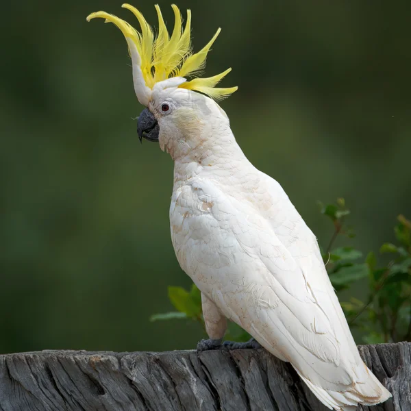 Cacatua galerita