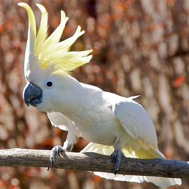 Cacatua